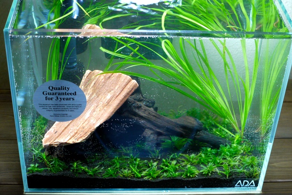 ADA ミニS 立ち上げ : UNNATURAL AQUARIUM ADA ミニS 立ち上げ : UNNATURAL AQUARIUM