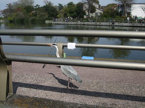 水元公園～水と戯れて～_f0153998_8444062.jpg