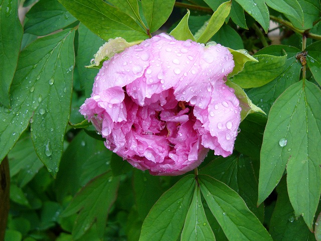 a0123003_1917259.jpg