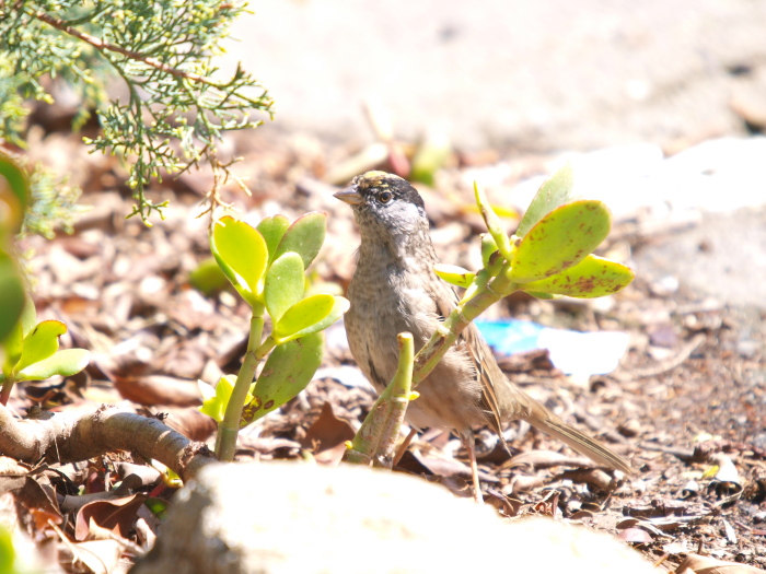 キガシラシトド　：　Golden-Crowned Sparrow  @ SF_e0156403_1557481.jpg