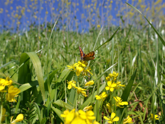 b0159904_1139230.jpg