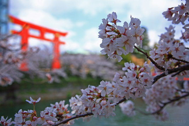 金戒光明寺と岡崎の桜_f0181310_19594172.jpg