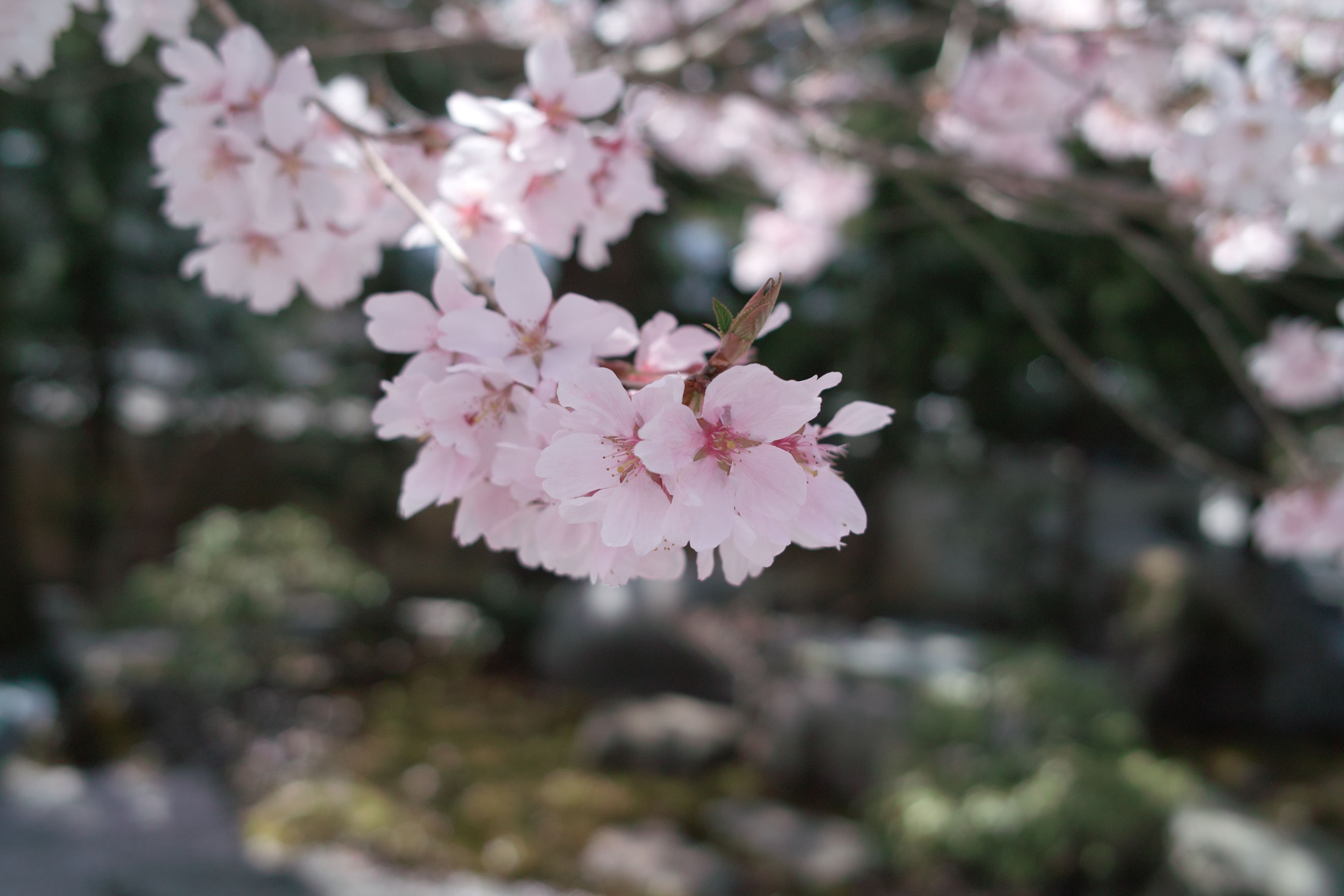 桜_d0134312_21523026.jpg