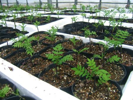 花山椒 : ナルハジカミ~いずも八山椒 花山椒 : ナルハジカミ~いずも八山椒