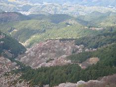 吉野山の桜～上千本～_d0049221_2352145.jpg