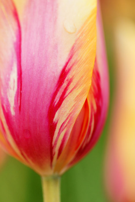 tulipa_e0077521_2040213.jpg