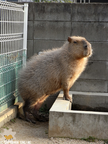 月刊・カピ子さん（セクシー写真集な意味で）_f0138828_184012100.jpg