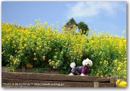 「***life is beautiful ***」のKoromamaさん登場!_c0039735_23618.jpg