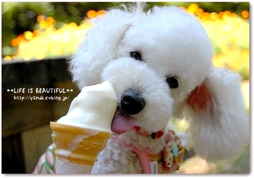 「***life is beautiful ***」のKoromamaさん登場!_c0039735_2363282.jpg