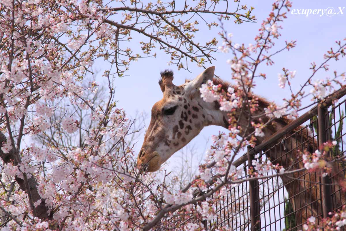 桜満開の王子動物園で桜とキリンのコラボを撮影しました 1日1枚私のとった写真集