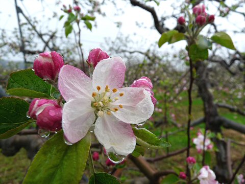 りんごの花の涙_f0019247_20133852.jpg