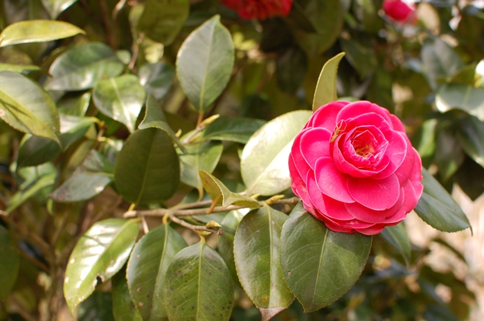 Camelia（２）_f0194354_23231961.jpg