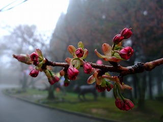 ☆桜の開花情報☆_c0208355_1434812.jpg