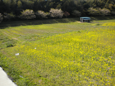 15.「歴史の散歩道ウォーキング」_c0125356_053953.jpg