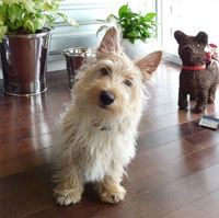 ★Before ⇒ After ★愛犬家の為の(伊)アレッシィ ・ Dogフードボール_c0156359_754395.jpg