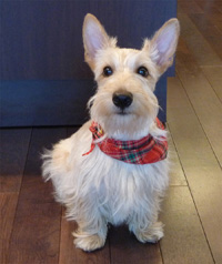 ★Before ⇒ After ★愛犬家の為の(伊)アレッシィ ・ Dogフードボール_c0156359_7552154.jpg