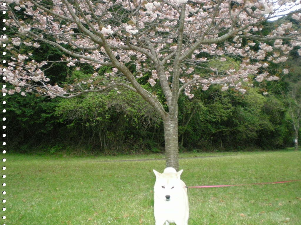 2010年4月22日(木)美白愛ちゃんは・・・お年頃?_f0060461_10153121.jpg