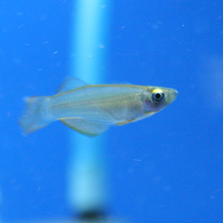 a0162263_22102242.jpg