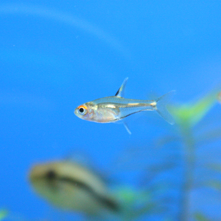 ビーボックスアクアリウム松戸店 熱帯魚 水草情報 ビーボックスアクアリウム松戸店 熱帯魚 水草情報