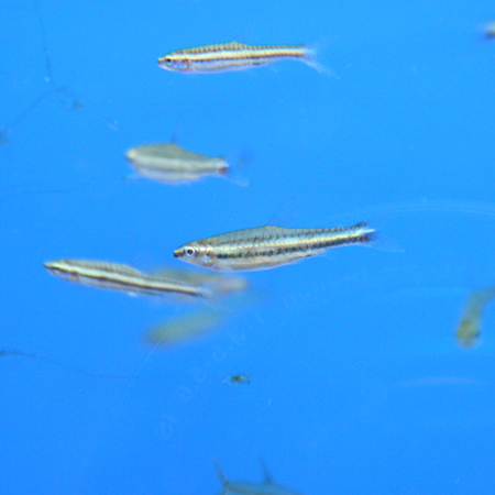 a0162263_22175250.jpg