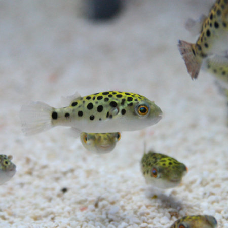 ビーボックスアクアリウム松戸店 熱帯魚 水草情報 ビーボックスアクアリウム松戸店 熱帯魚 水草情報