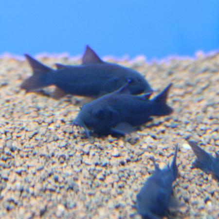a0162263_2275156.jpg