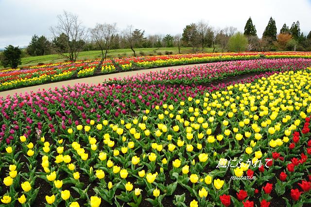 チューリップ満開のくじゅう花公園_b0170969_23355823.jpg