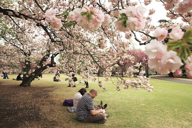 満開の八重桜_e0117969_175648.jpg