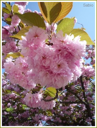 大阪造幣局の八重桜_e0177271_7524620.jpg