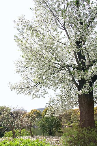 清澄庭園の桜 A Tokyo Recruiter S Journal 人材紹介会社社員の日常生活