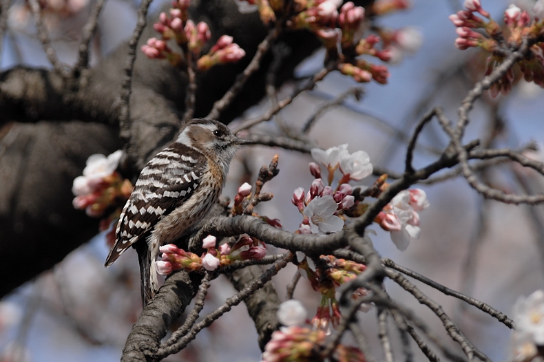 花と鳥さん・・・10種_f0053272_10112718.jpg