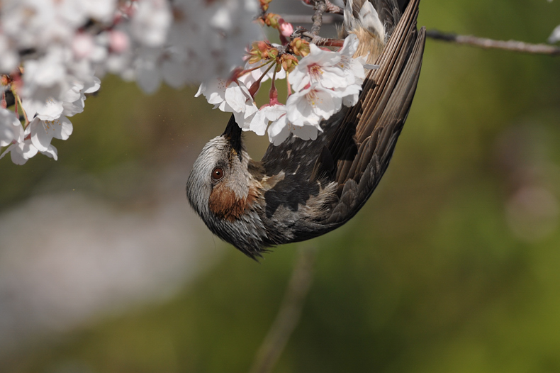 花と鳥さん・・・10種_f0053272_10262031.jpg