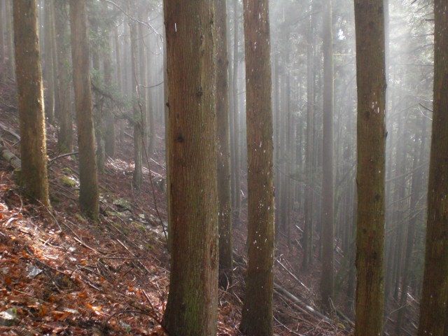 2010年３月３日　三ツドッケ～蕎麦粒山～川苔山　単独日帰り縦走　_f0238475_0101542.jpg