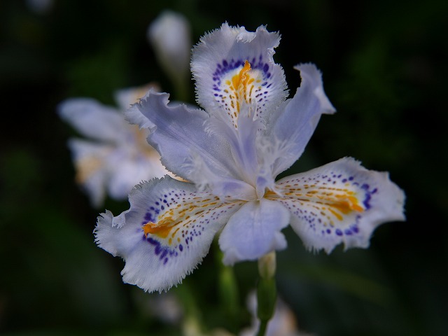 射干 シャガ の花 自然風の自然風だより