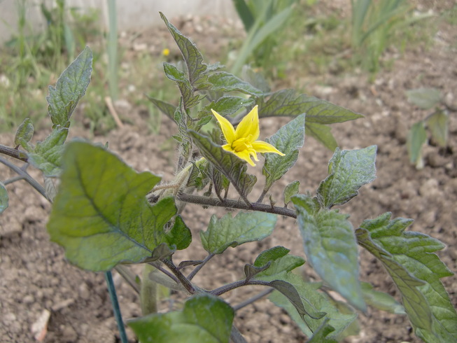 芽が!_f0226179_558577.jpg