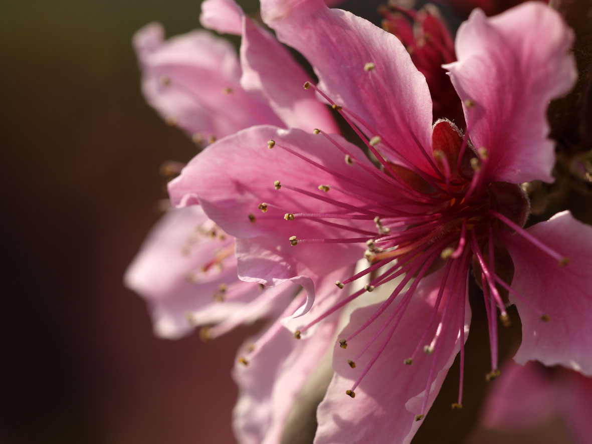 春の色・桃の花　　シグマ_a0110584_20252021.jpg