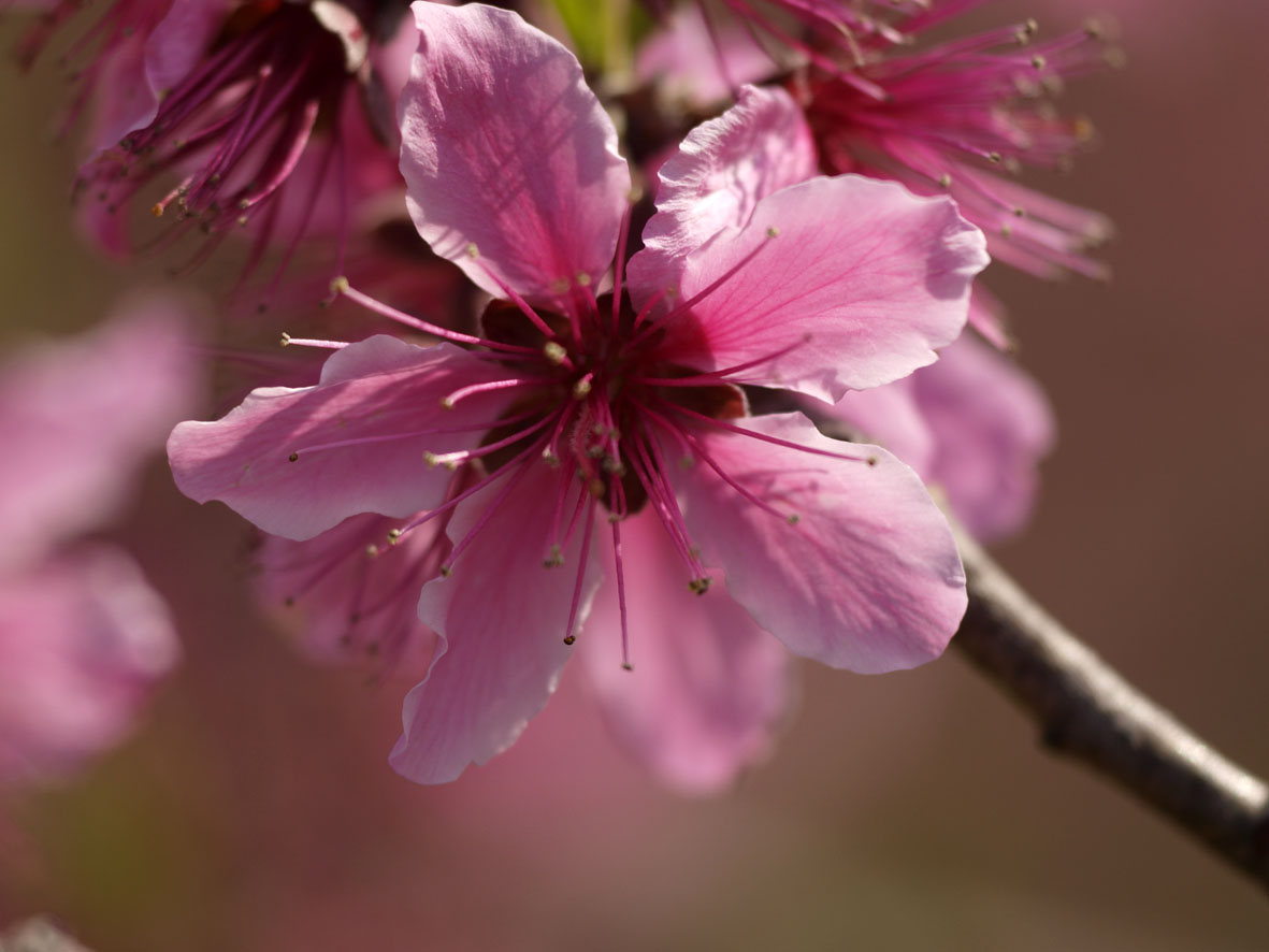 春の色・桃の花　　シグマ_a0110584_20263430.jpg