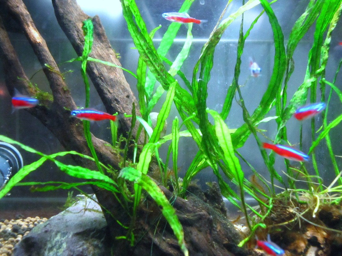 カウンター上のアクア ガラス箱のアクア