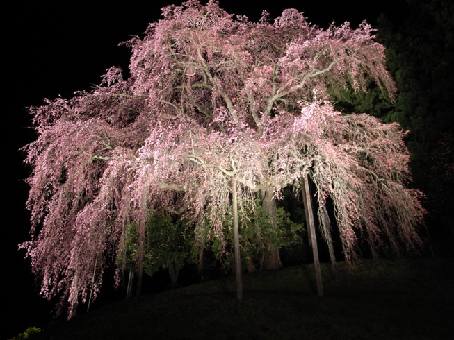 豪華な枝ぶりをライトアップ＠合戦場のしだれ桜。_c0141989_181452.jpg