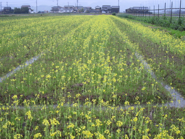 雨・雨また雨で_f0197297_23114020.jpg