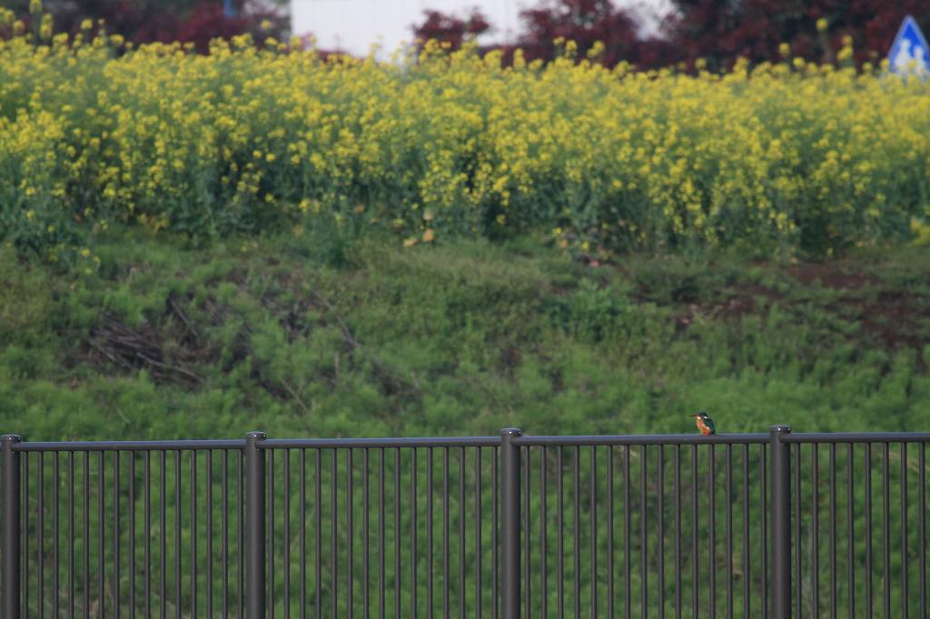 ヒバリの夫婦／菜の花畑を上から下から_b0024798_5462427.jpg