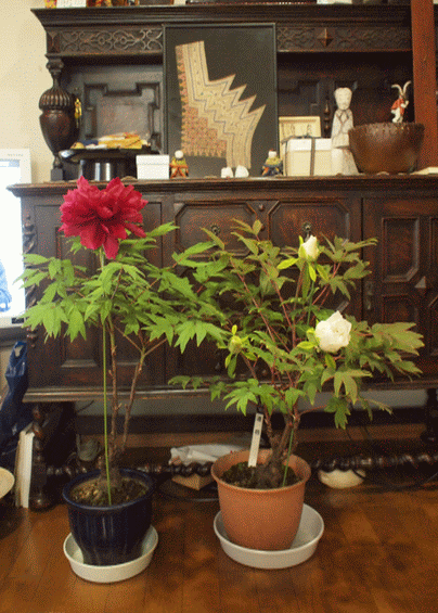 d0133199_956186.gif