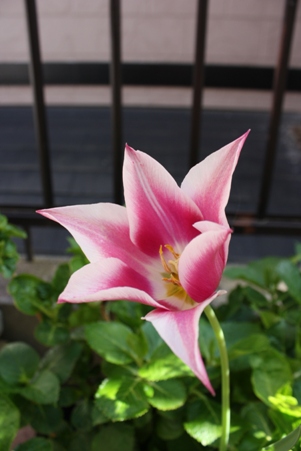 気分は晴れ!・・・*_f0181000_8545014.jpg