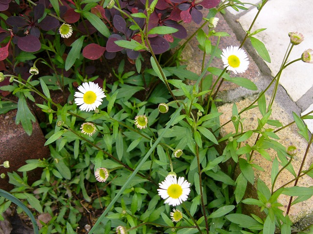 a0123003_18471426.jpg
