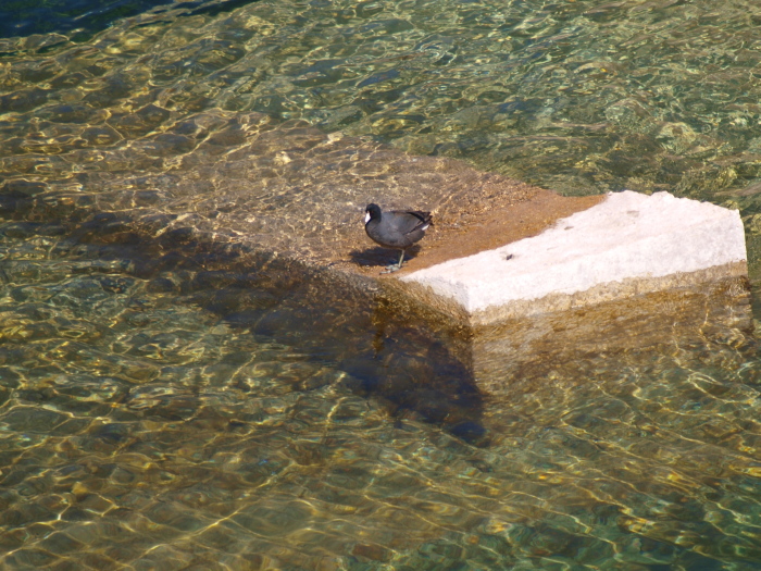 フーバーダムで見た野鳥_e0156403_1356957.jpg