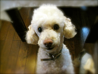 c0222805_2183958.gif
