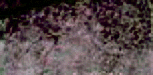 e0103408_14174863.gif