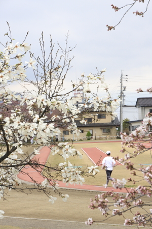 Cherry Blossom_e0138008_1242612.jpg