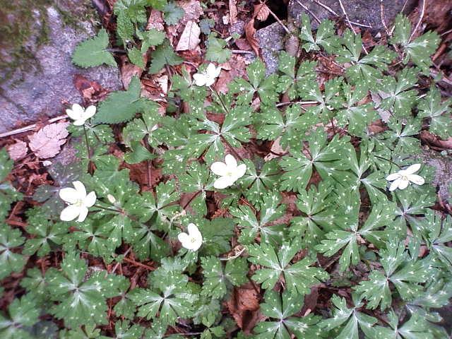 f0219710_8191650.jpg