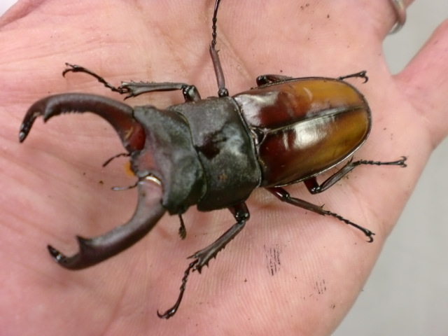 マキシカクワガタ : たっちゃんの昆虫観察日記